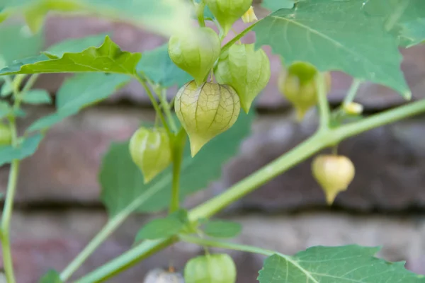 Cardiospermum Halicacabum Planta Medicinal Aromática — Fotografia de Stock