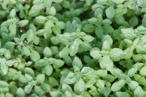 Detail Van Oregano Planten Biologische Tuin — Stockfoto