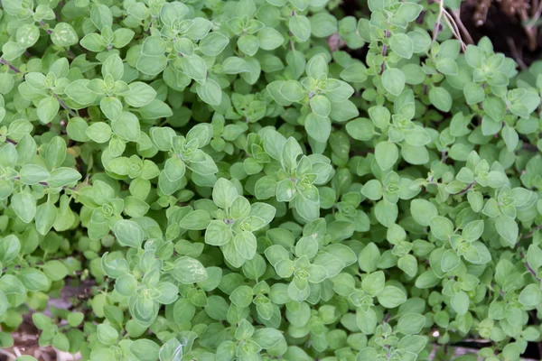 Detail Van Oregano Planten Biologische Tuin — Stockfoto