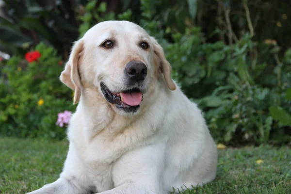 Retrato Cão Labrador Branco Jardim — Fotografia de Stock