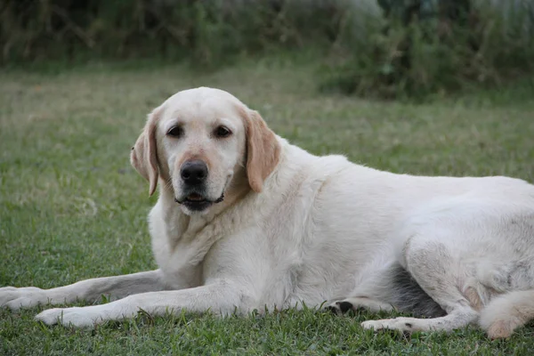 庭で白のラブラドール犬の肖像画 — ストック写真