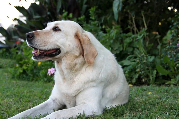 Retrato Perro Labrador Blanco Jardín — Foto de Stock