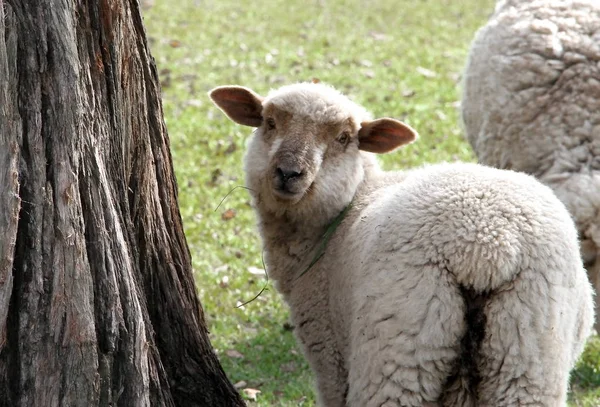 Pecore Pascolo Nella Verde Campagna Argentina — Foto Stock