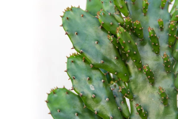 Fond Vert Avec Texture Cactus — Photo