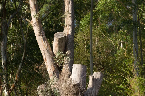 Troncos Árvores Derrubadas Campo — Fotografia de Stock