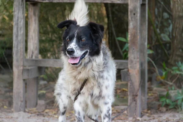 Frontera Collie Perro Trabajo Campo — Foto de Stock