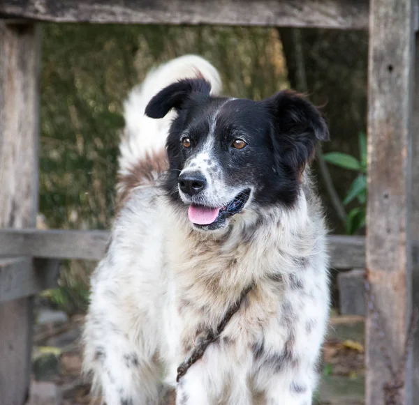 Fronteira Collie Cão Trabalhando Campo — Fotografia de Stock