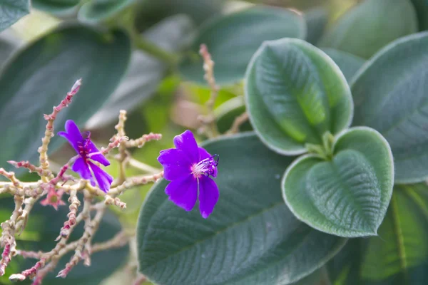 Flor Violeta Planta Tibouchina Verano — Foto de Stock