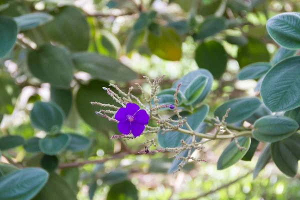 夏のチボウチナ植物の紫色の花 — ストック写真