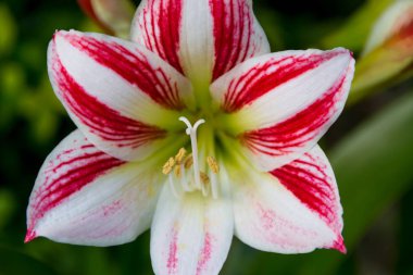 Lily yaz aylarında bahçede çiçeklenme.