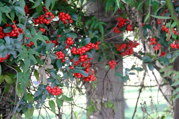 Zierstrauch Mit Roten Beeren Herbst — Stockfoto