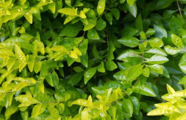 arka plan doku yaz aylarında yeşil yaprak ile