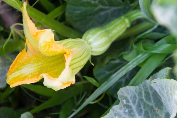 Zucca Verde Sulla Pianta Fiorita Nel Frutteto — Foto Stock