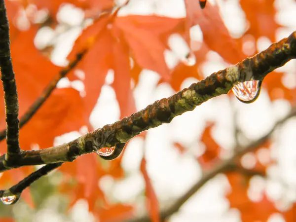 Rood Oranje Bladeren Van Liquidambar Onder Herfst Regen — Stockfoto