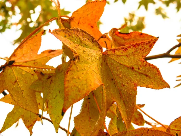 Rood Oranje Bladeren Van Liquidambar Onder Herfst Regen — Stockfoto