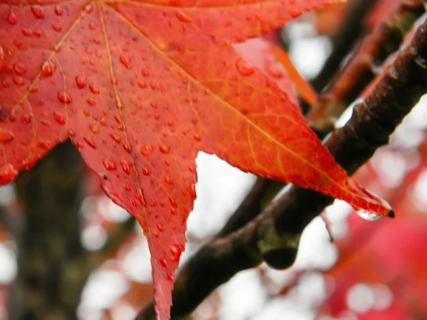 Κόκκινο Και Πορτοκαλί Φύλλα Του Liquidambar Κάτω Από Φθινοπωρινή Βροχή — Φωτογραφία Αρχείου