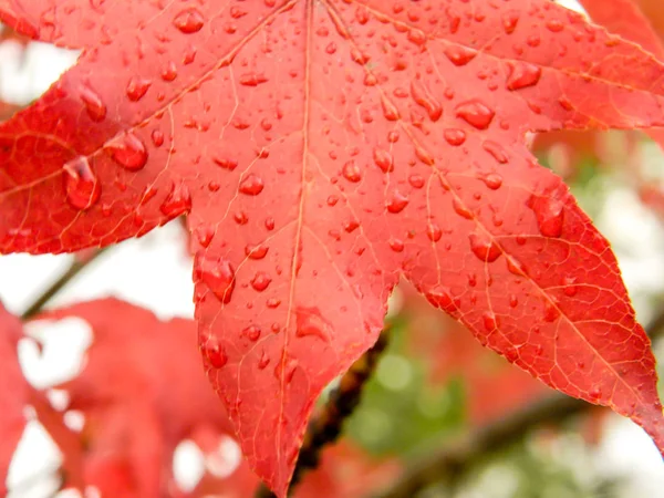 Κόκκινο Και Πορτοκαλί Φύλλα Του Liquidambar Κάτω Από Φθινοπωρινή Βροχή — Φωτογραφία Αρχείου