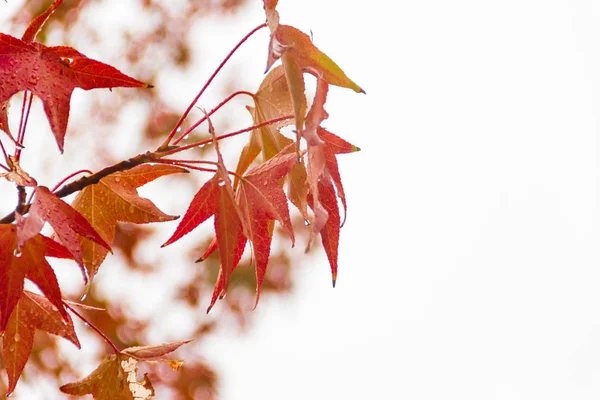 秋の雨の下でフウの赤やオレンジの葉 — ストック写真