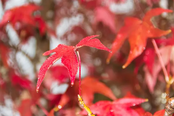 Κόκκινο Και Πορτοκαλί Φύλλα Του Liquidambar Κάτω Από Φθινοπωρινή Βροχή — Φωτογραφία Αρχείου