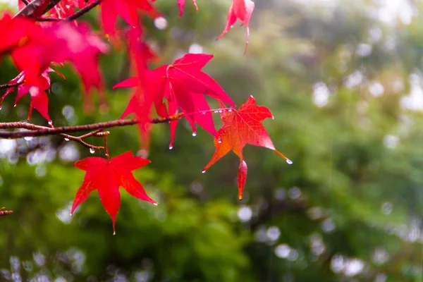 Red Orange Leaves Liquidambar Autumn Rain — Stock Photo, Image