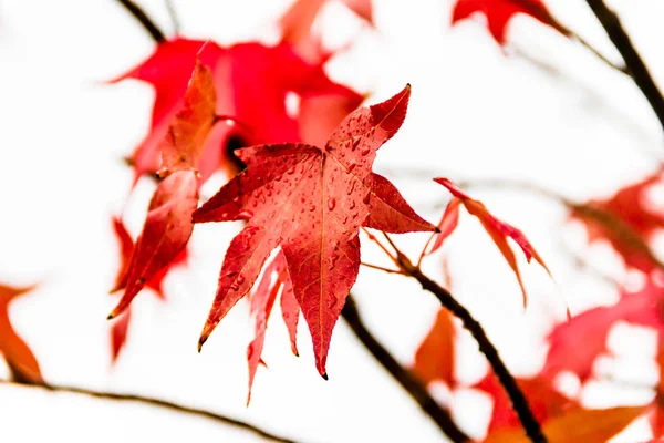 Folhas Vermelhas Laranja Liquidambar Sob Chuva Outono — Fotografia de Stock