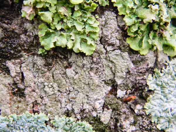 Texture Écorce Tronc Avec Moisissure Champignons — Photo