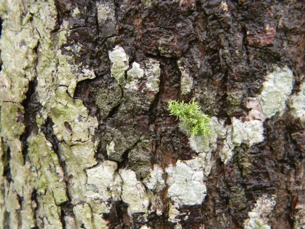 キノコ型とトランクの樹皮のテクスチャ — ストック写真
