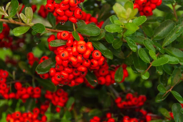 Arbuste Ornemental Baies Rouges Automne Avec Gouttes Pluie — Photo