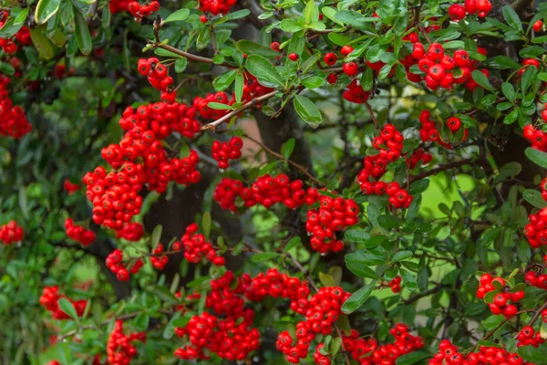 Zierstrauch Aus Roten Beeren Herbst Mit Regentropfen — Stockfoto