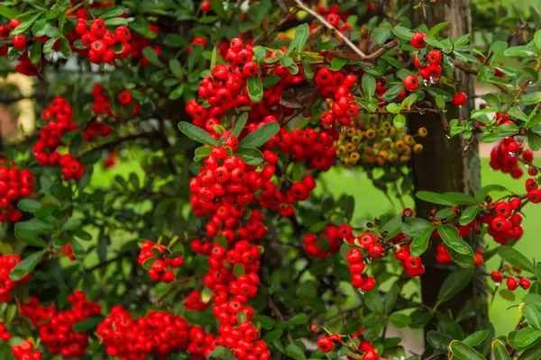 Arbusto Ornamental Bagas Vermelhas Outono Com Gotas Chuva — Fotografia de Stock