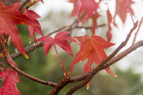 Groen Geel Rood Herfst Bladeren Onder Regen — Stockfoto