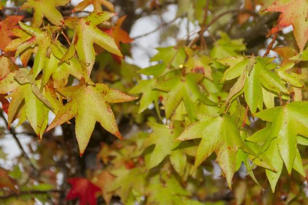 Verde Amarelo Vermelho Folhas Outono Sob Chuva — Fotografia de Stock