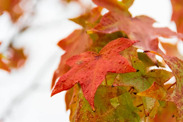 Πράσινο Κίτρινο Και Κόκκινο Φθινόπωρο Φύλλα Κάτω Από Βροχή — Φωτογραφία Αρχείου