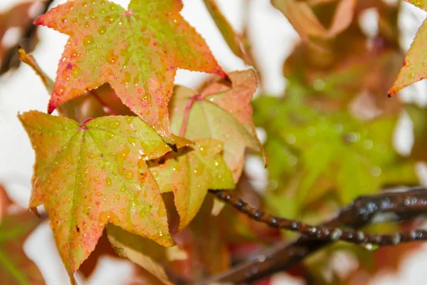 Groen Geel Rood Herfst Bladeren Onder Regen — Stockfoto