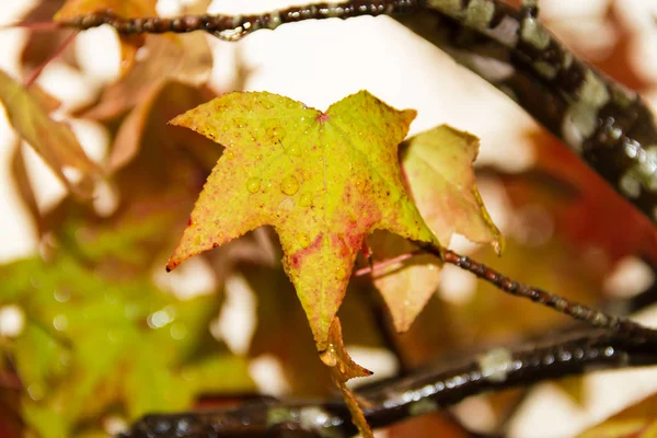 Groen Geel Rood Herfst Bladeren Onder Regen — Stockfoto