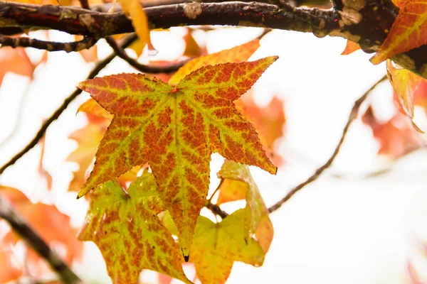 Verde Amarelo Vermelho Folhas Outono Sob Chuva — Fotografia de Stock