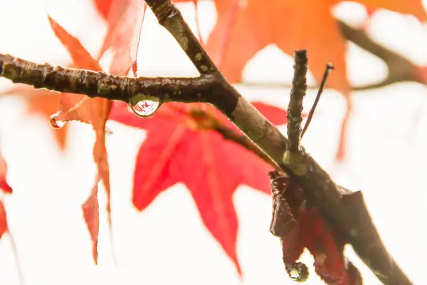 Groen Geel Rood Herfst Bladeren Onder Regen — Stockfoto