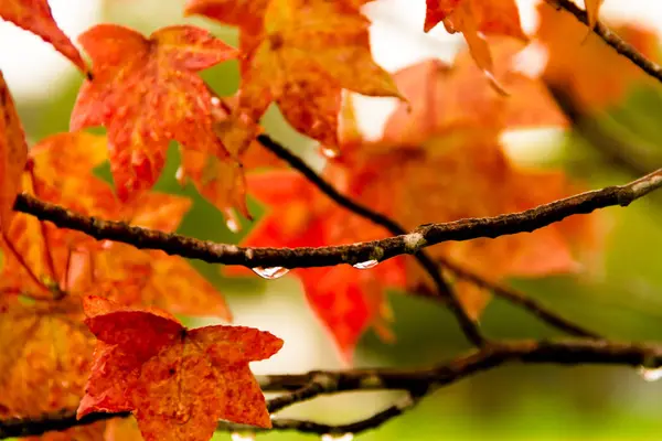 Feuilles Automne Vert Jaune Rouge Sous Pluie — Photo