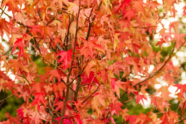 Feuilles Automne Vert Jaune Rouge Sous Pluie — Photo