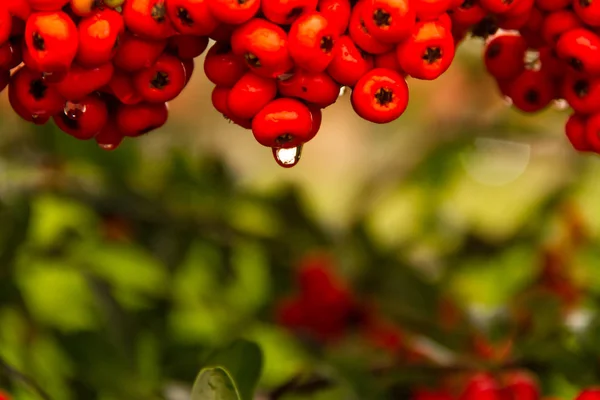 Arbuste Ornemental Baies Rouges Automne Avec Gouttes Pluie — Photo