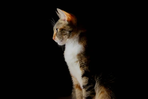 Beautiful Portrait Kitten Sleeping Playing Black Background — Stockfoto