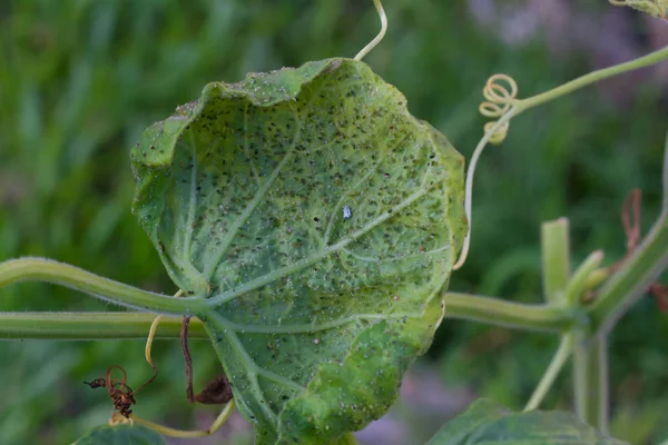 Curcubitacea Blad Van Biologische Tuin Geïnfecteerd Met Bladluizen Aphididae — Stockfoto