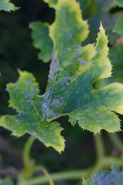 Schimmel Genaamd Poederige Meeldauw Parasiteren Een Cucurbitacea Blad Biologische Tuin — Stockfoto