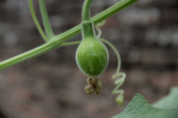 Planta Lagenaria Com Frutos Conhecidos Como Mate Porongo América Sul — Fotografia de Stock