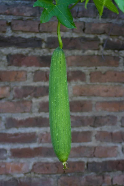 Plantacja Luffa Organicznego Znana Jako Gąbka Warzywna — Zdjęcie stockowe