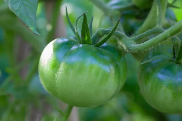 Tomates Verdes Aún Maduros Plantas Jardín Orgánicas —  Fotos de Stock