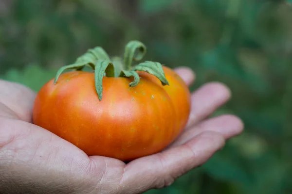 Cosechando Frutas Maduras Tomate Del Jardín Orgánico —  Fotos de Stock