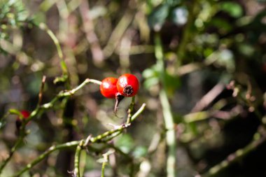 Arjantin dağlarında yetişen gül ağacı meyveli dal