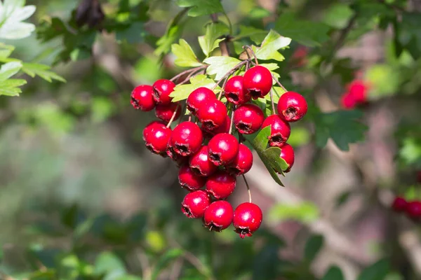 Gałąź Dzikich Krzewów Czerwonymi Żółtymi Owocami Krataega — Zdjęcie stockowe