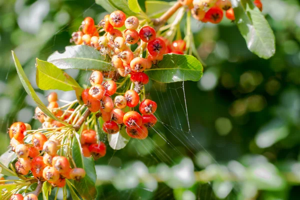 Vörös Sárga Crataegus Gyümölcsökkel Borított Vadon Termő Bokrok Ága — Stock Fotó